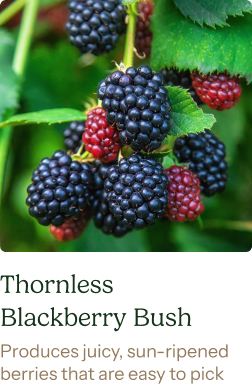 Thornless Blackberry