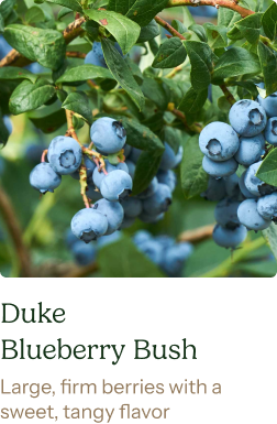 Buke Blueberry Bush