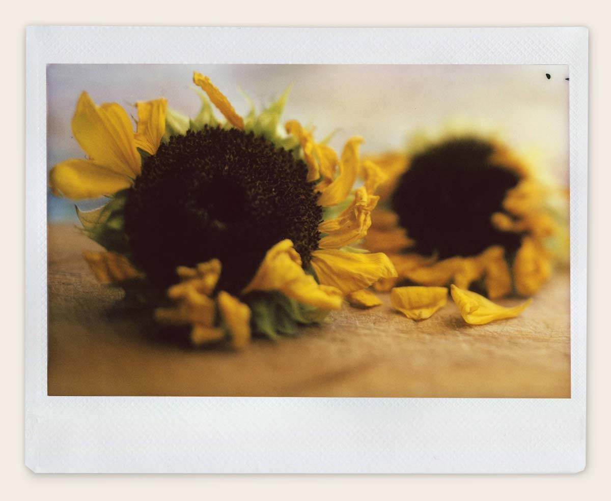 An Instant Introduction to Large Format