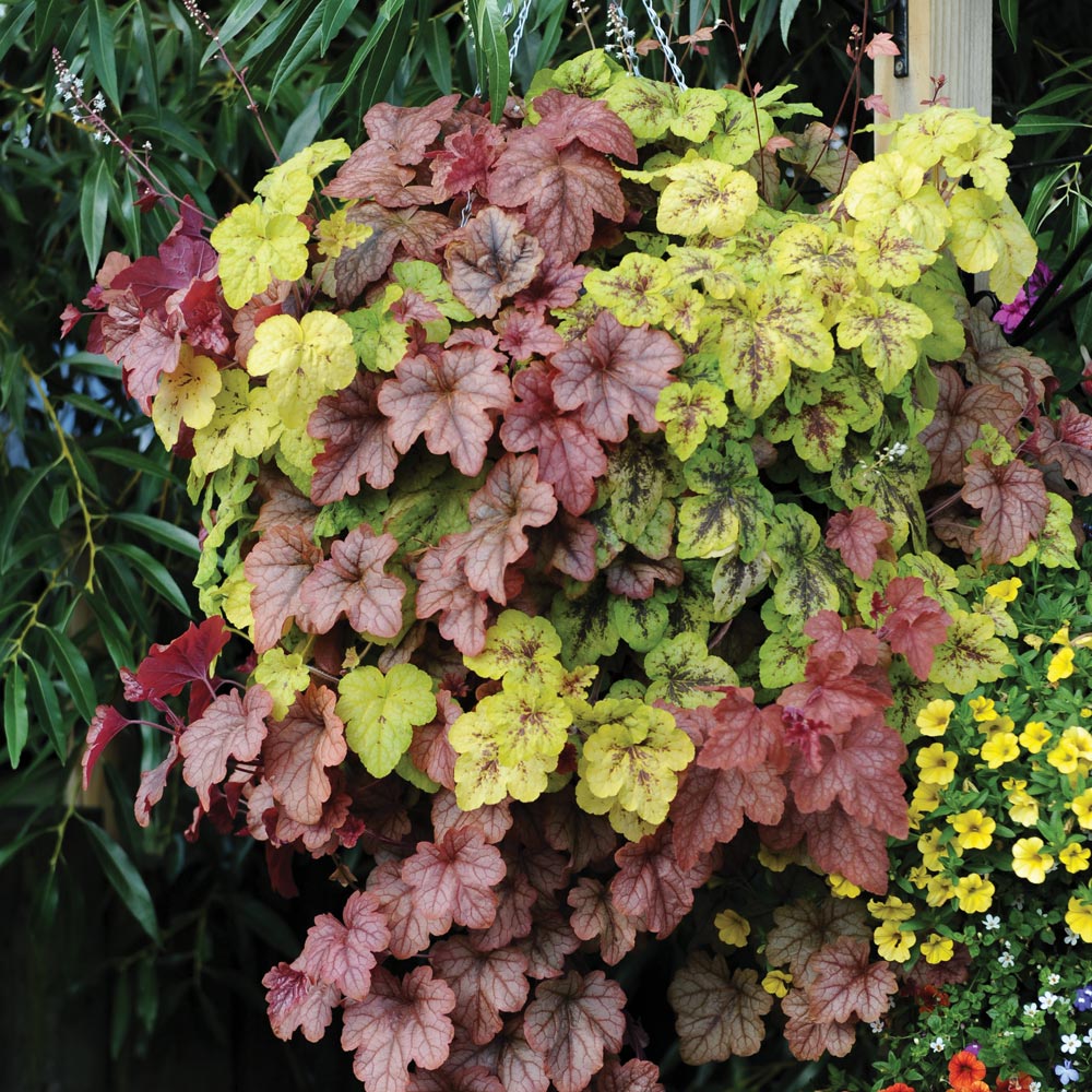 Heucherella 'Trailing Trio'