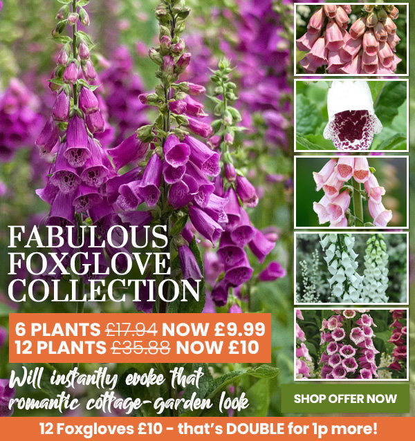 Fabulous Foxglove Collection
