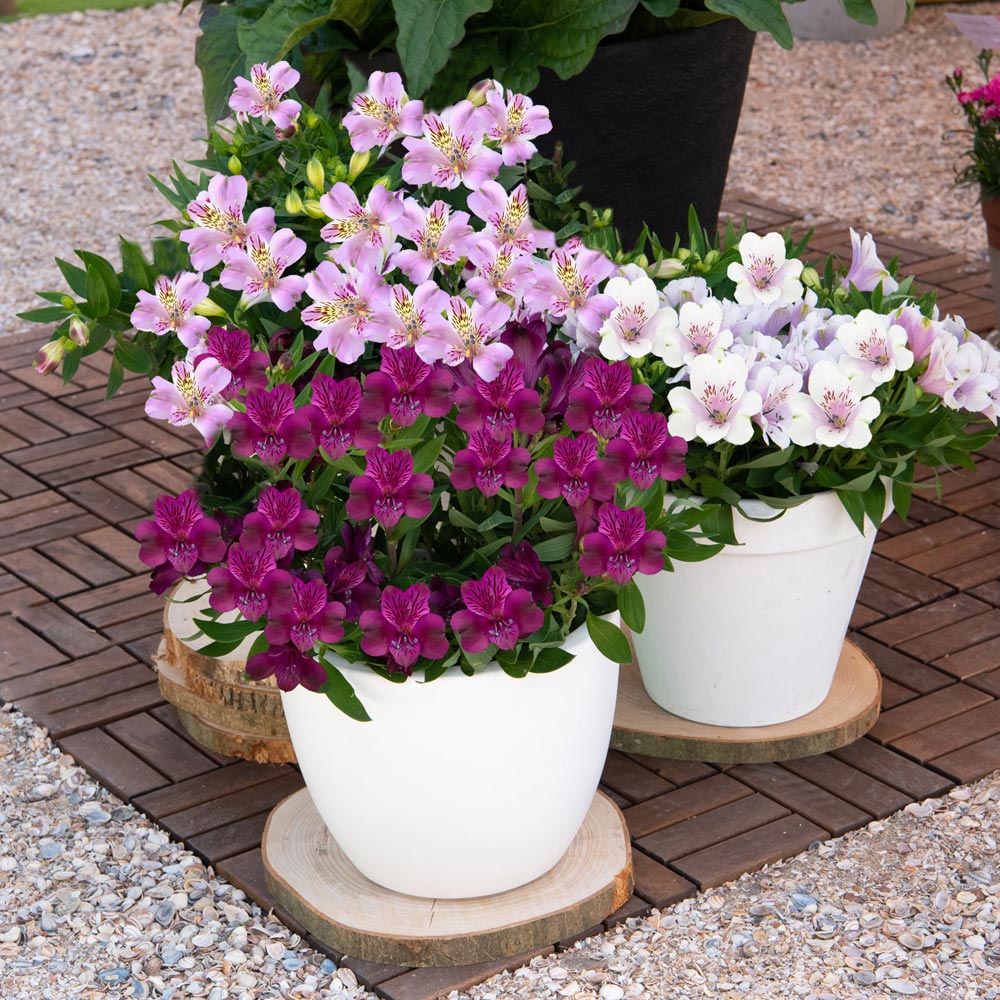 Alstroemeria inticancha 'Purple Passion Collection'