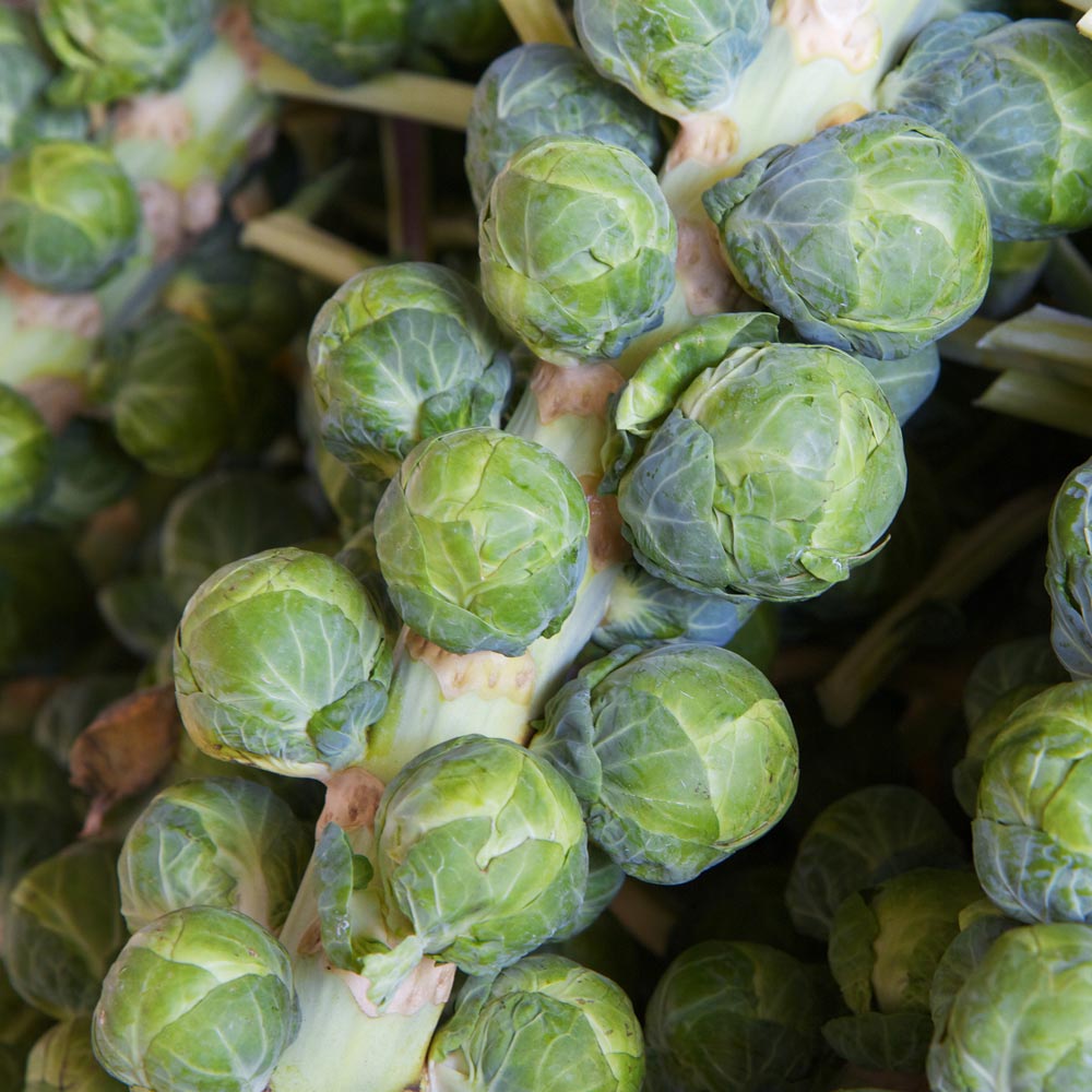 Brussels Sprout 'Brodick'