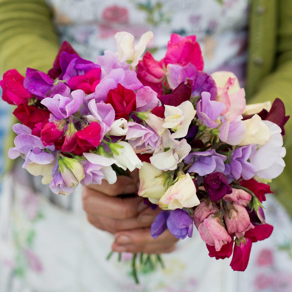 Sweet Pea 'Perfume Garden'