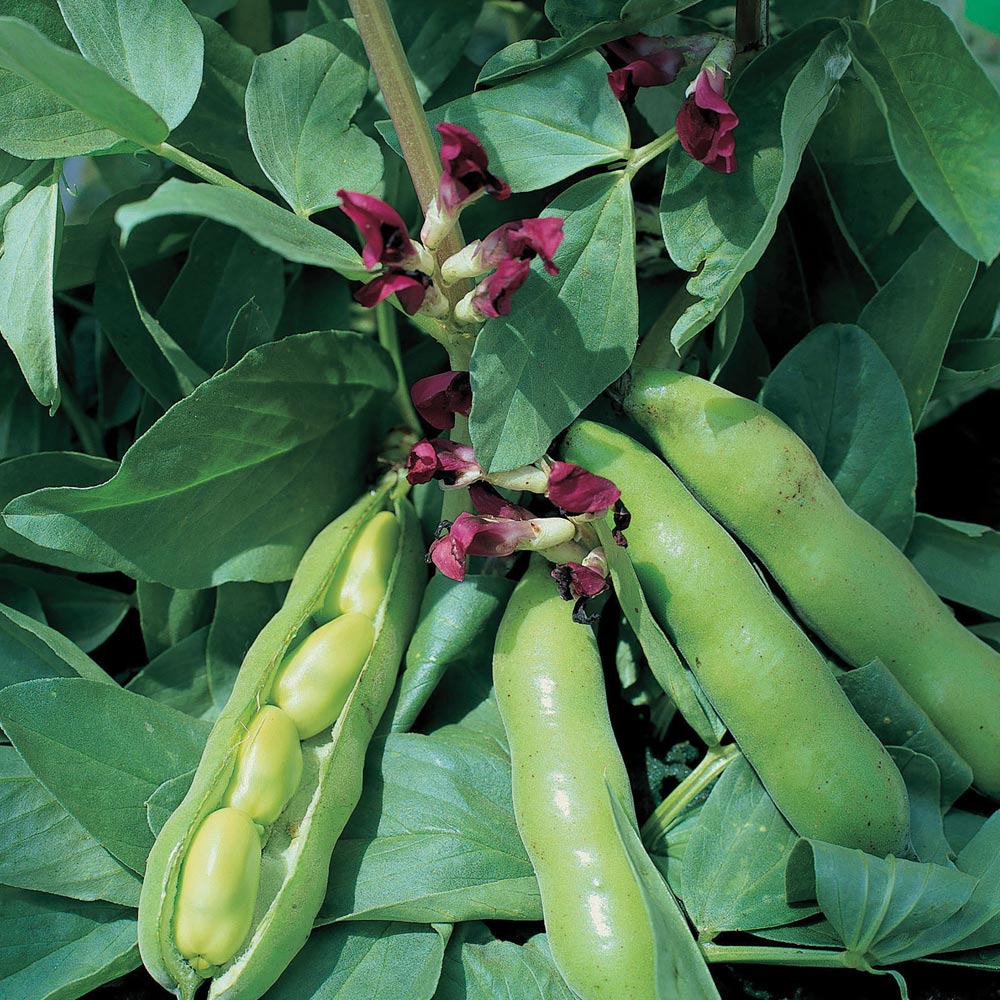 Broad Bean 'Crimson Flowered'