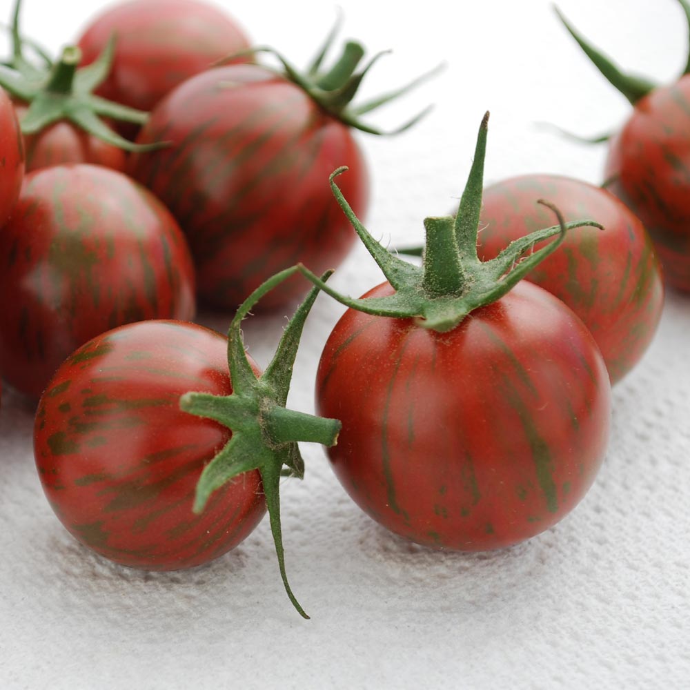 Tomato 'Purple Bumblebee'