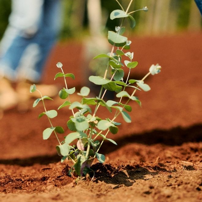 Small eucalyptus plant at the Farmquarters