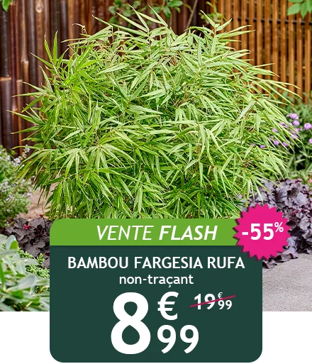 Le bambou Fargesia Rufa est à -55% pendant deux jours !