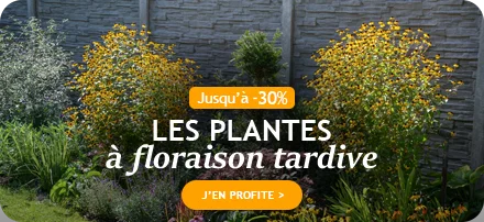 Jusqu'à -30% sur les plantes à floraison tardive