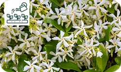 Le Lilas des Indes de A à Z
