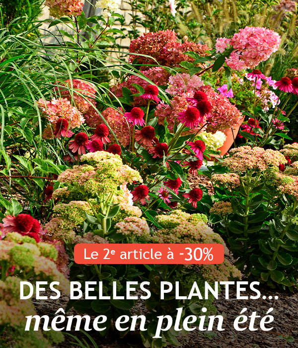 Le 2ème article à -30% : de belles plantes même en plein été !