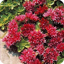 Sedum spurium Fuldaglut