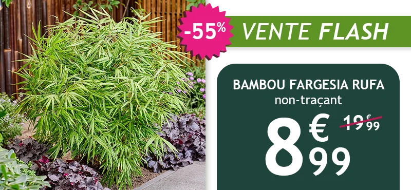 Le bambou fargesia rufa est à -55% soit 8,99€ au lieu de 19,99€
