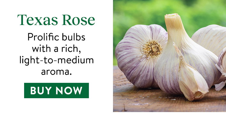 Garlic, Texas Rose