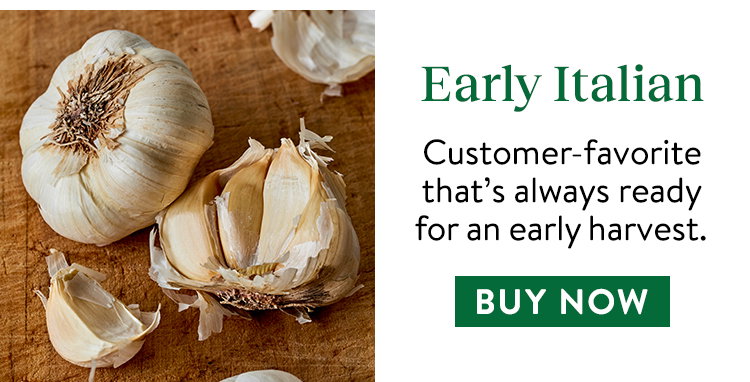 Garlic, Early Italian