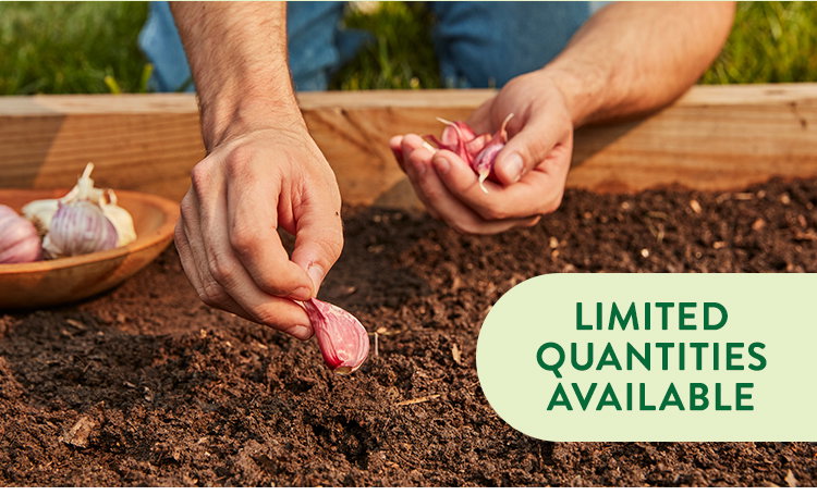 Garlic Bulbs