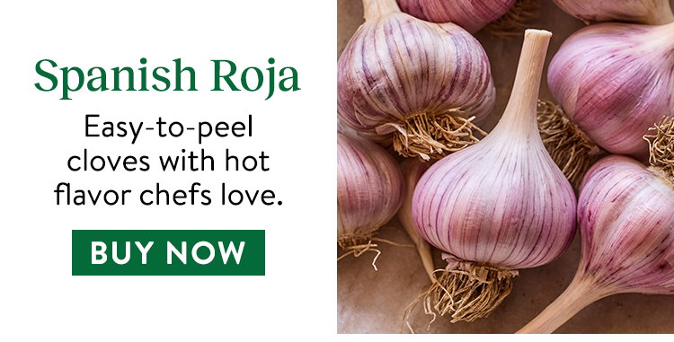 Garlic, Spanish Roja