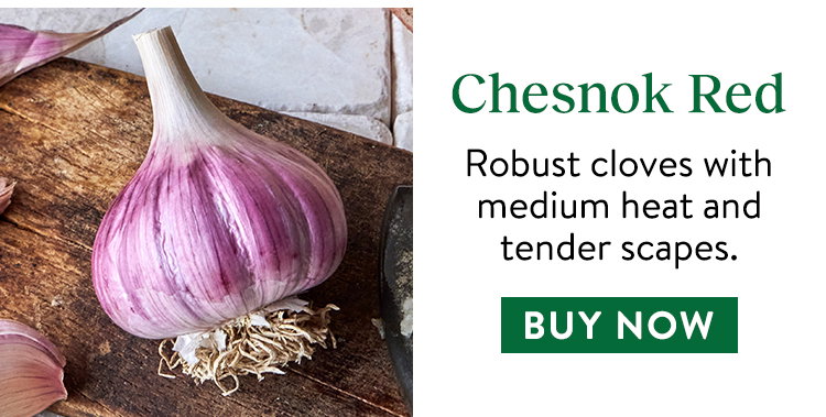 Garlic, Chesnok Red