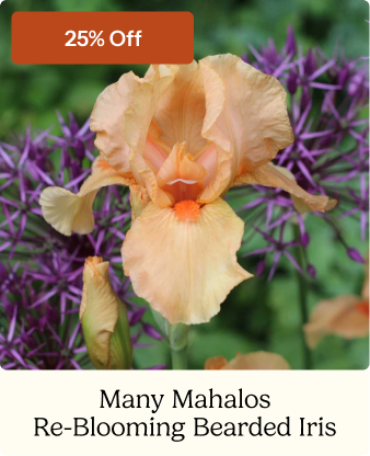Many Mahalos Re-Blooming Bearded Iris