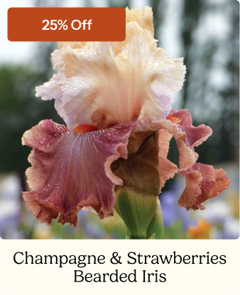 Champagne & Strawberries Bearded Iris