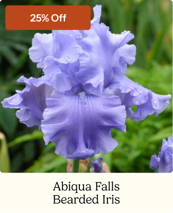 Abiqua Falls Bearded Iris