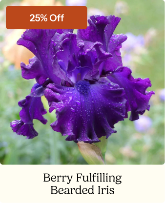 Berry Fulfilling Bearded Iris