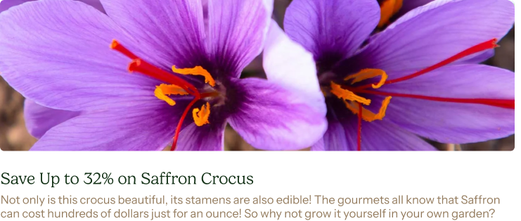 Save Up to 32% on Saffron Crocus - Not only is this crocus beautiful, its stamens are also edible! The gourmets all know that Saffron can cost hundreds of dollars just for an ounce! So why not grow it yourself in your own garden?