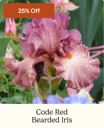 Code Red Bearded Iris