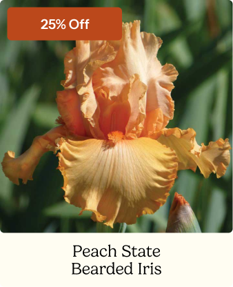 Peach State Bearded Iris
