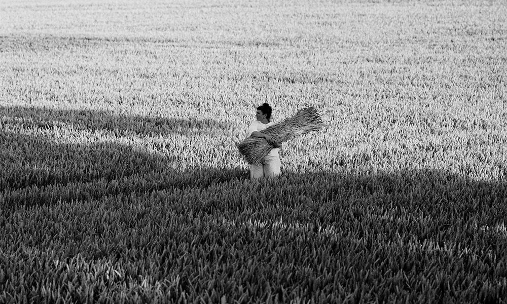 The Shape of the Harvest