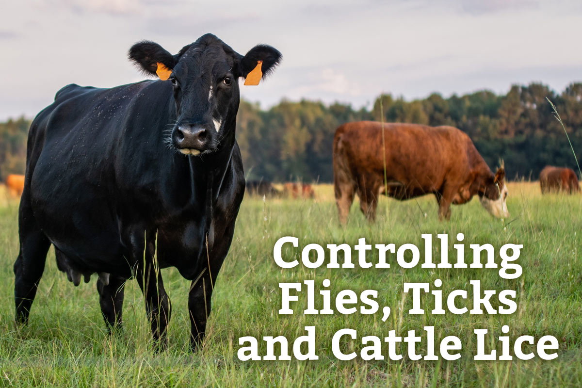 Controlling Flies, Ticks and Cattle Lice - Learn More