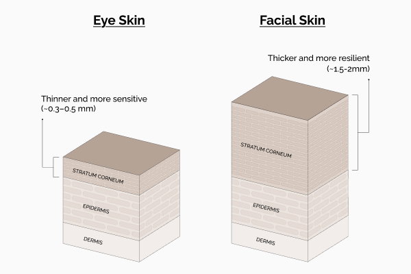 Difference between eye skin and facial skin.
