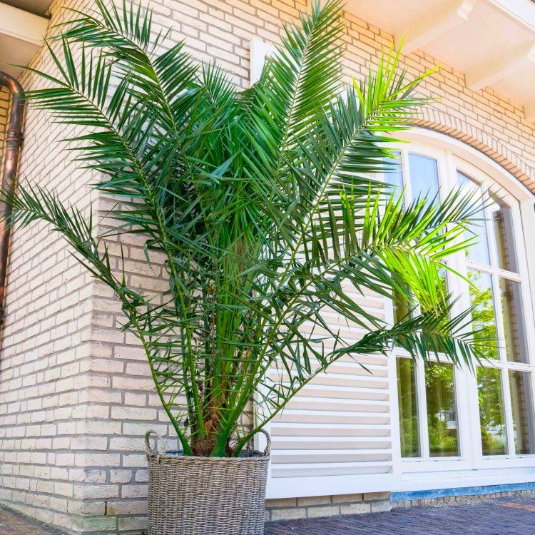 Giant Phoenix canariensis