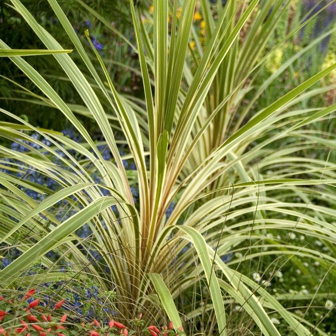 Cordyline Torbay Dazzler