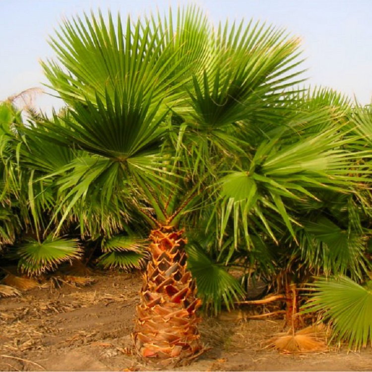 Giant Mexican Fan Palm