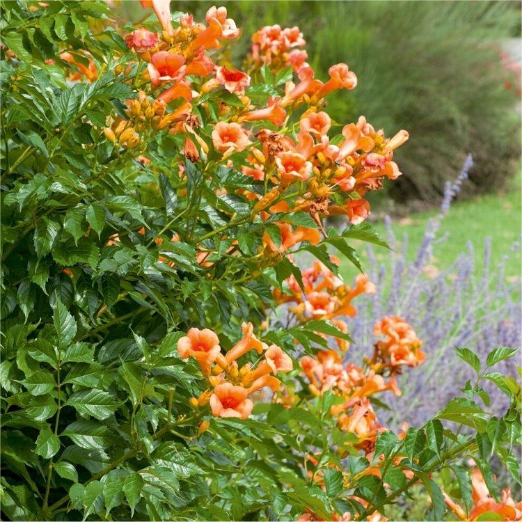 Campsis 'Indian Summer' - Trumpet Vine