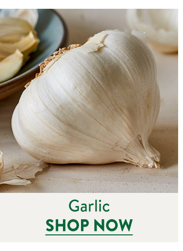 Garlic Bulbs