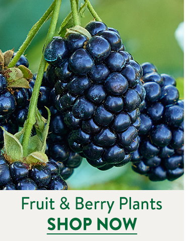 Fruit and Berry Plants