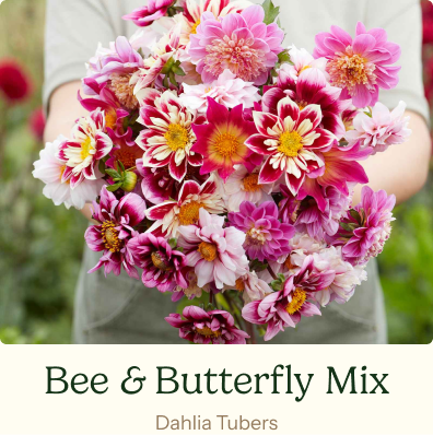 Bee & Butterfly Mix
