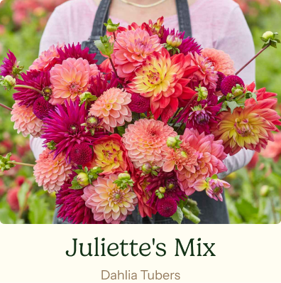 Juliette's Mix