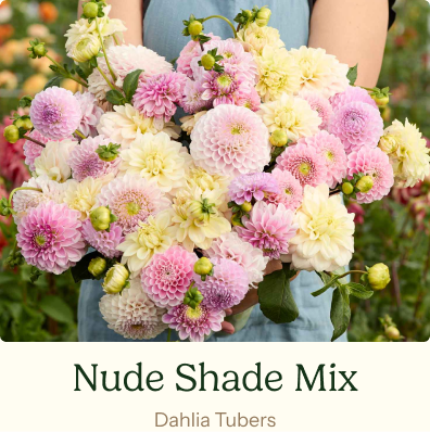 Nude Shade Mix