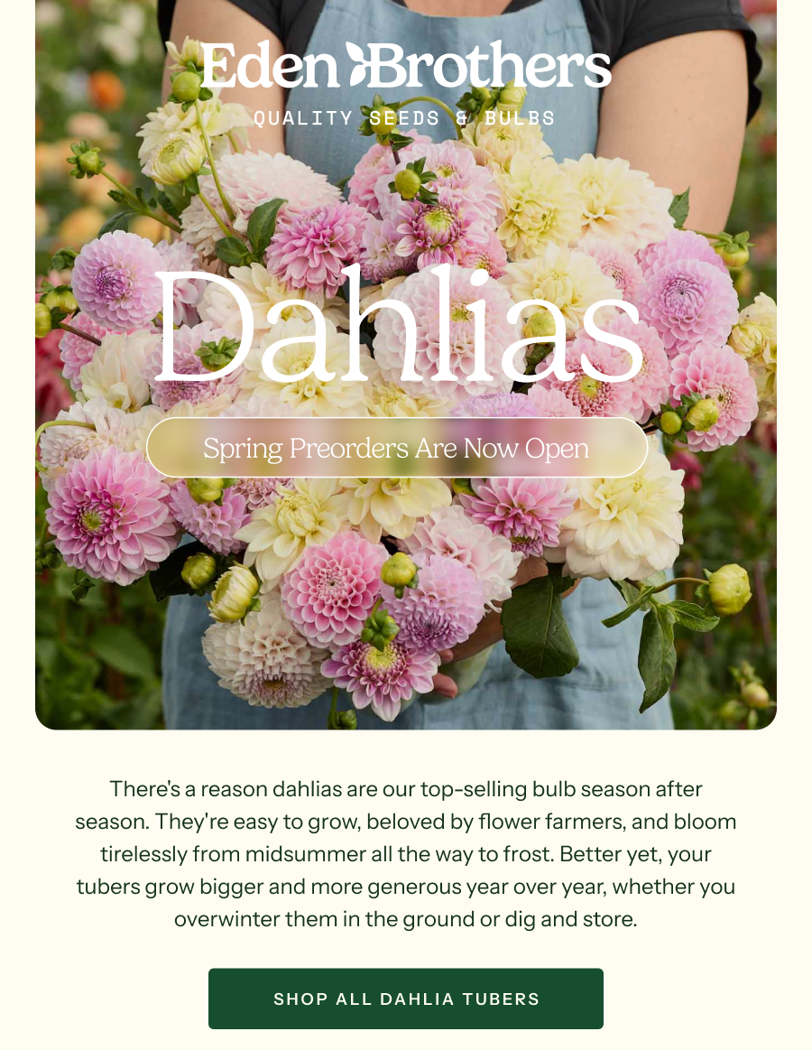 Dahlias - Spring Preorders Are Now Open - There's a reason dahlias are our top-selling bulb season after season. They're easy to grow, beloved by flower farmers, and bloom tirelessly from midsummer all the way to frost. Better yet, your tubers grow bigger and more generous year over year, whether you overwinter them in the ground or dig and store.