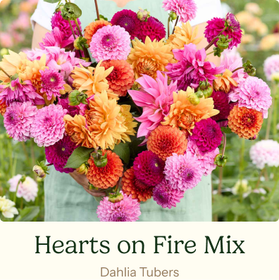 Hearts on Fire Mix
