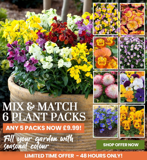 Mix & Match Perennials