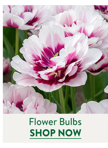 Flowering Bulbs