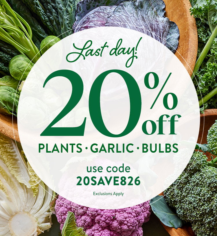 Garlic Bulbs