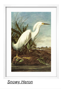 Snowy Heron