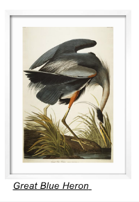 Great Blue Heron