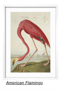 American Flamingo