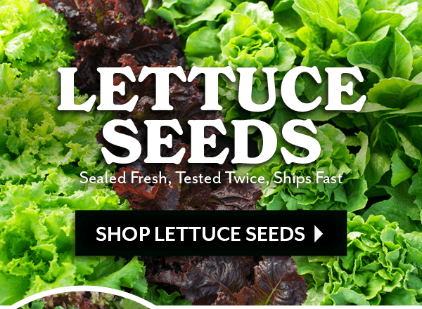 Lettuce Seeds, Sealed Fresh, Tested Twice, Ships Fast
